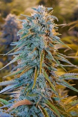 blue-dream