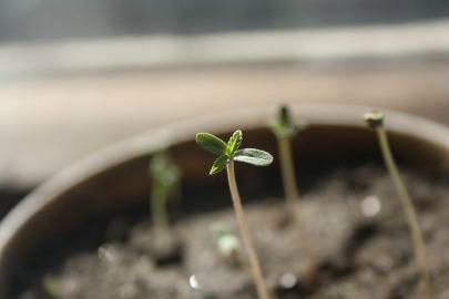 marijuana-seedlings