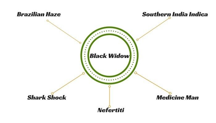 black-widow-hybrids