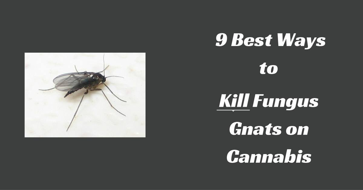 fungus-gnat-with-title