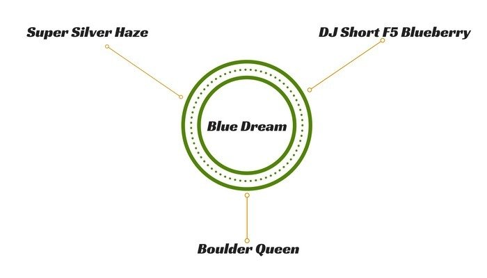 blue_dream_-hybrids
