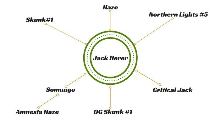 jack-herer-hybrids