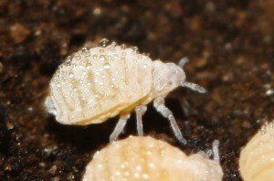 root-aphids-cannabis