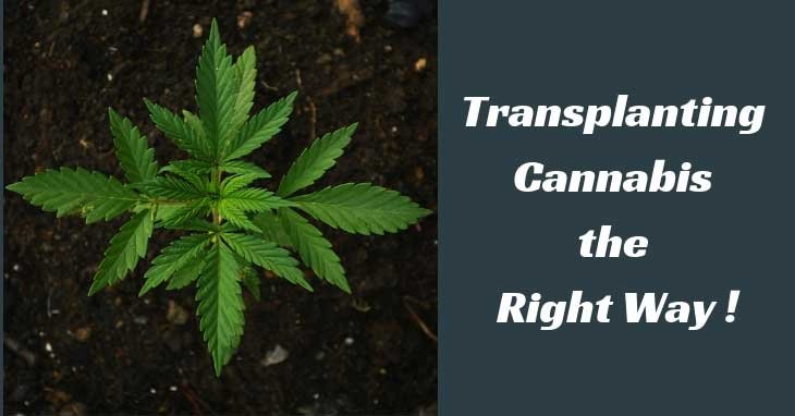 Transplanting Cannabis the Right Way!