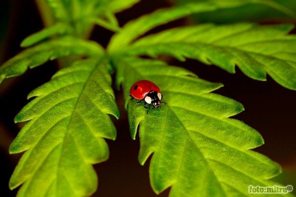 lady bug marijuana