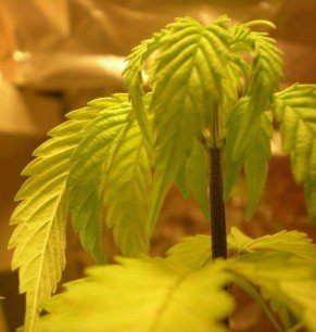 over watered marijuana leaves drooping