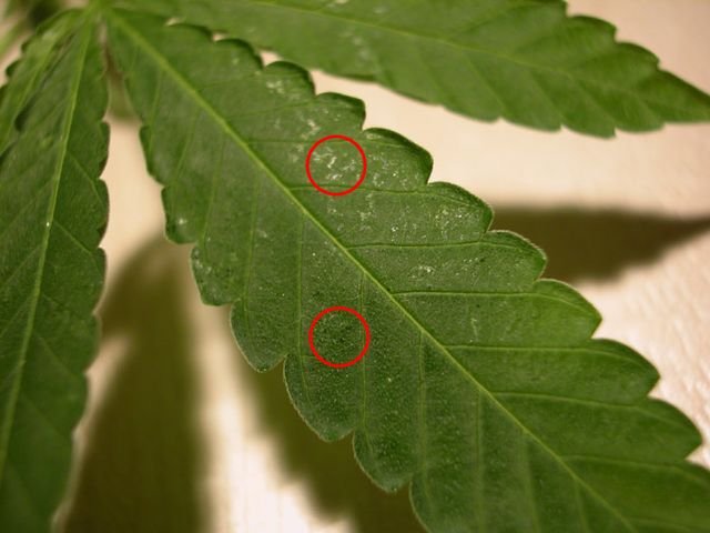 thrips on cannabis leaf