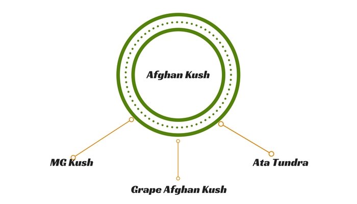 Afghan Kush Lineages
