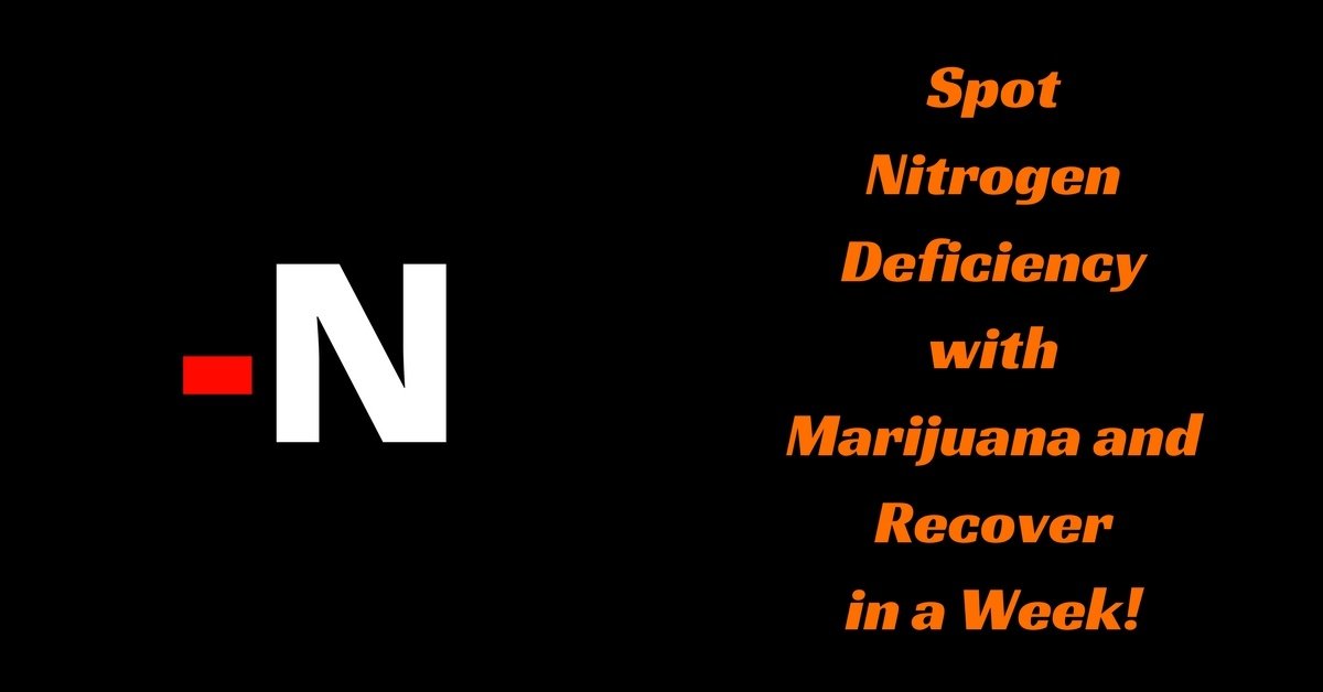 Nitrogen-deficiency-marijuana recover