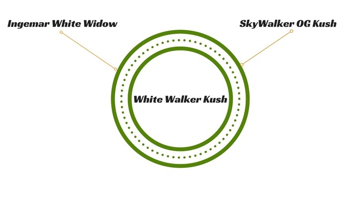 White Walker Kush lineage
