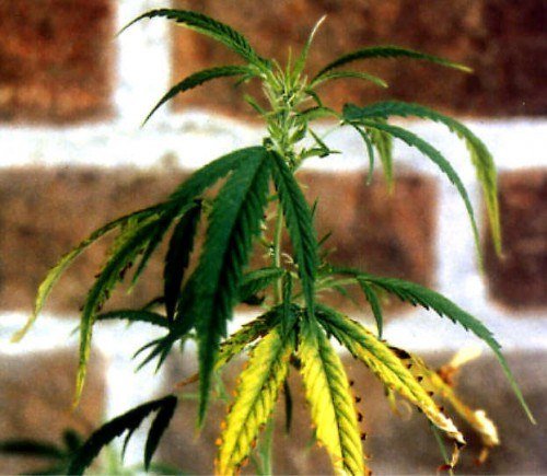 potassium-deficiency-marijuana