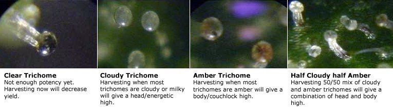 trichome harvest time when