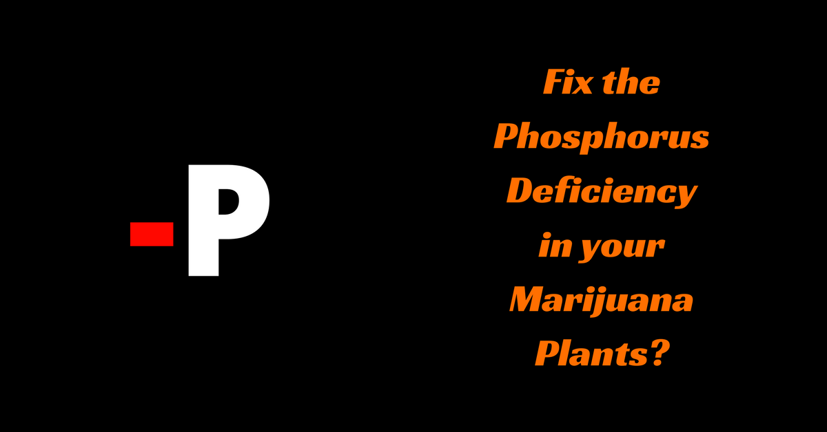 Phosphorus Deficiency in marijuana