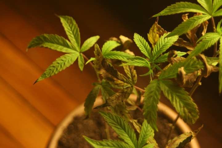 phosphorus deficiency_marijuana_plant