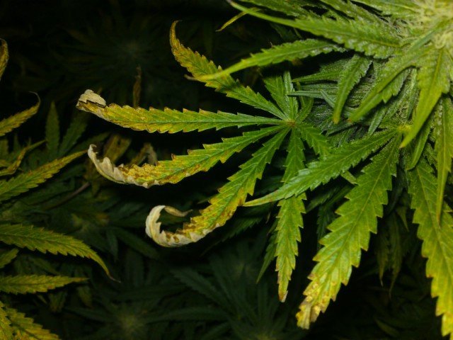 lower leaf curl marijuana