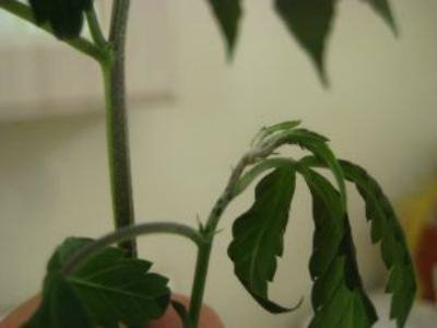 marijuana leaf wilt