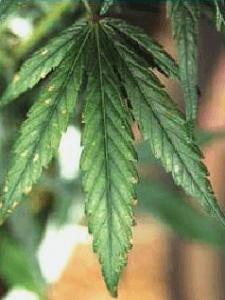 magnesium deficiency with marijuana