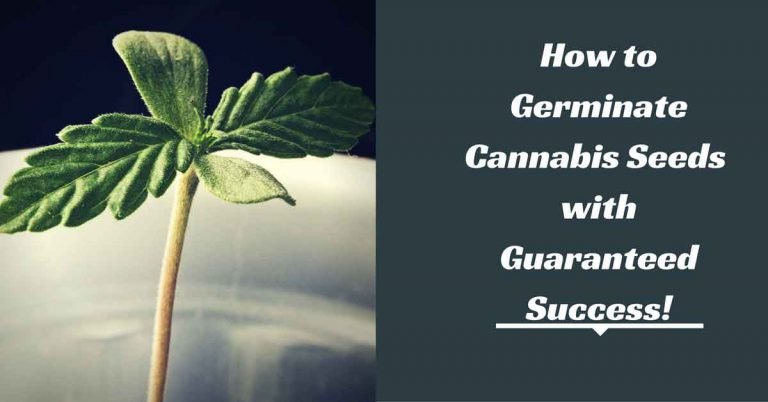 How To Germinate Cannabis Seeds With Guaranteed Success!