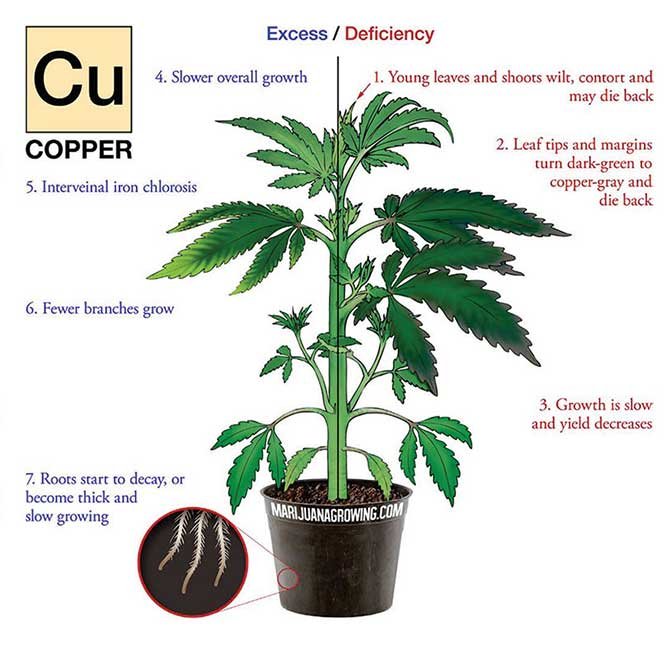 Copper-Deficiency-marijuana-diagram