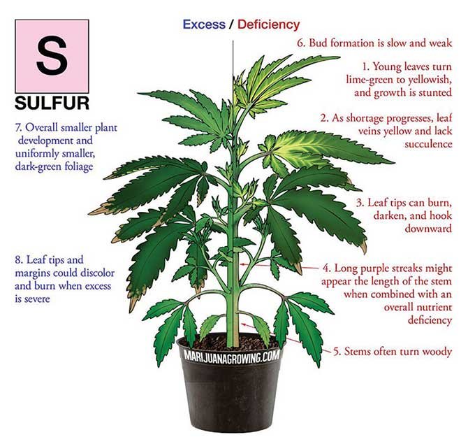 Sulfur-Deficiency-marijuana-diagram