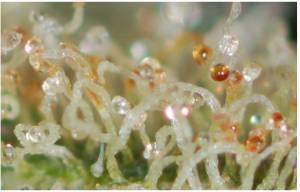 Trichomes going amber