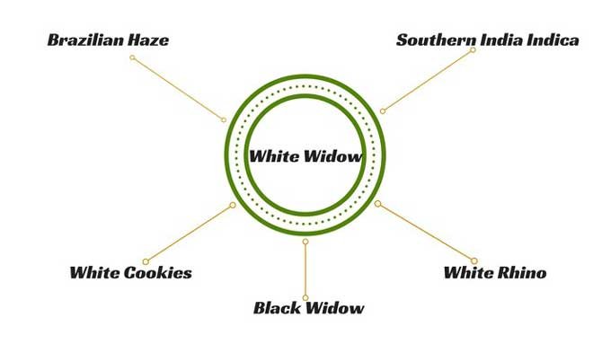 White-Widow-Hybrids