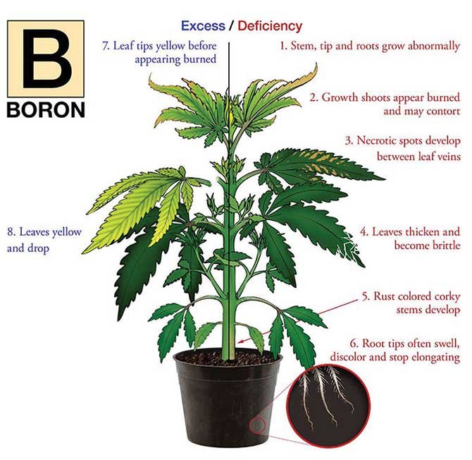 boron-deficiency-marijuana-diagram