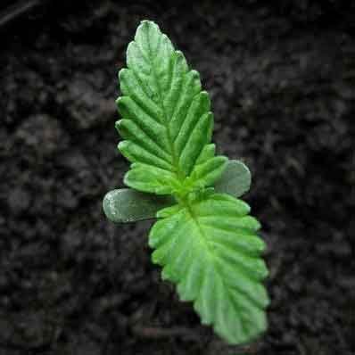 cannabis-germinate-soil
