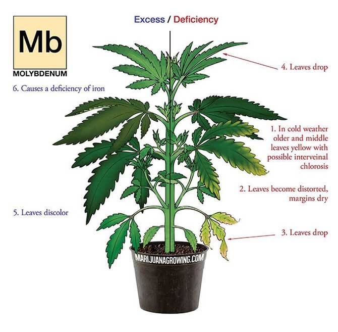 molybdenum-deficiency-marijuana-diagram