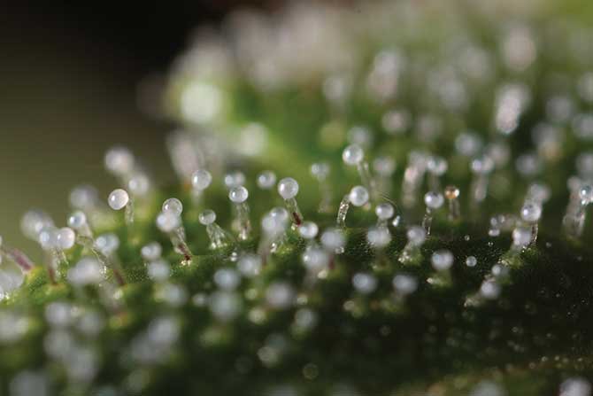 trichomes-white