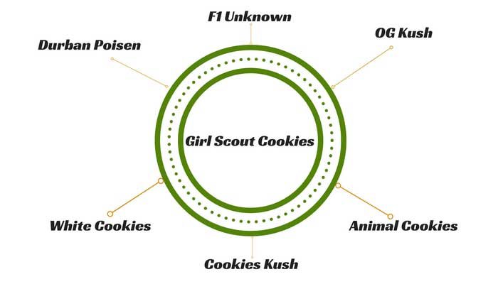 Girl-Scout-Cookies-genetics