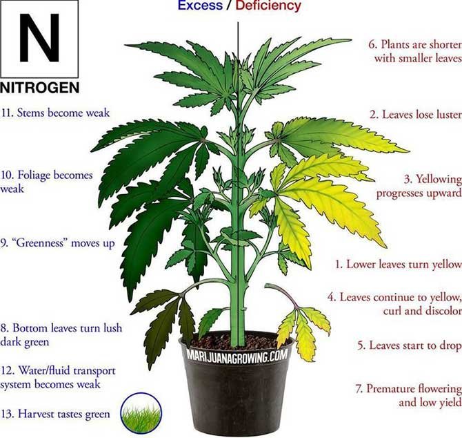 Nitrogen_-deficiency_-marijuana_-diagram