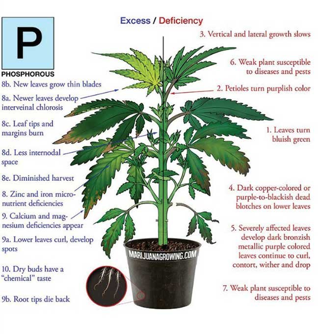 Phosphorus-Deficiency-marijuana-diagram