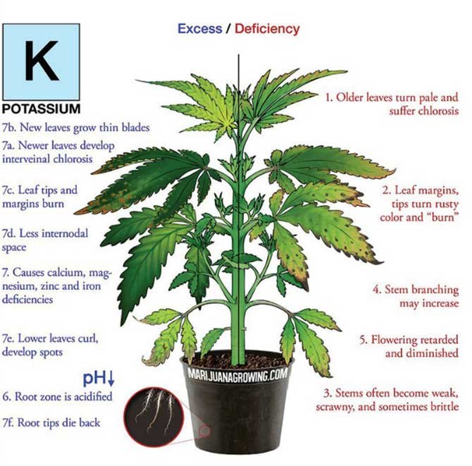 Potassium-_deficiency_marijuana_diagram