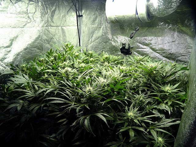 grow-room-odor-control