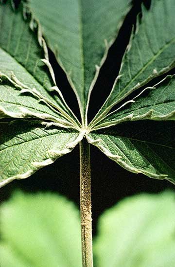hemp-russet-mites-on-marijuana-leaf