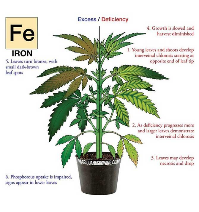 iron-deficiency-cannabis-drawing