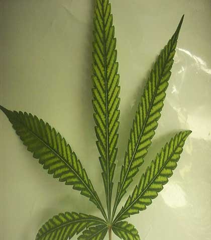 mag-deficiency-cannabis