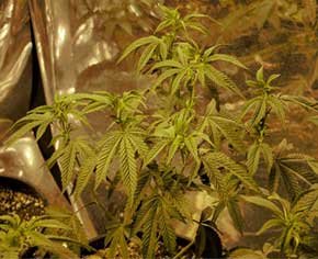 overwatered-marijuana-plant