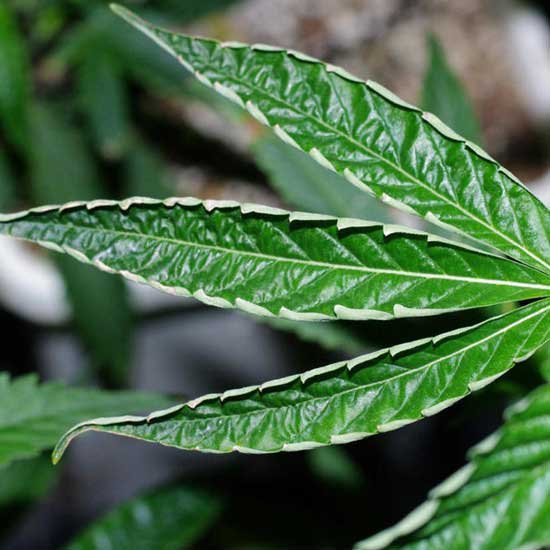 russet_mites-cannabis-leaf-curl