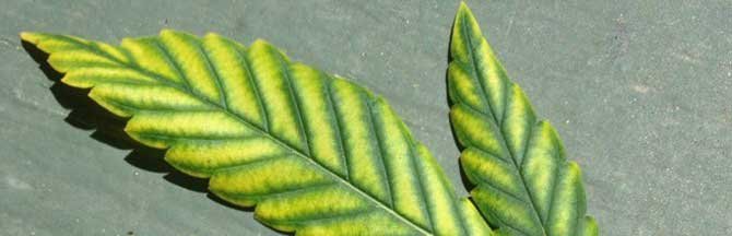 yellowing-between-the-veins-marijuana-leaf