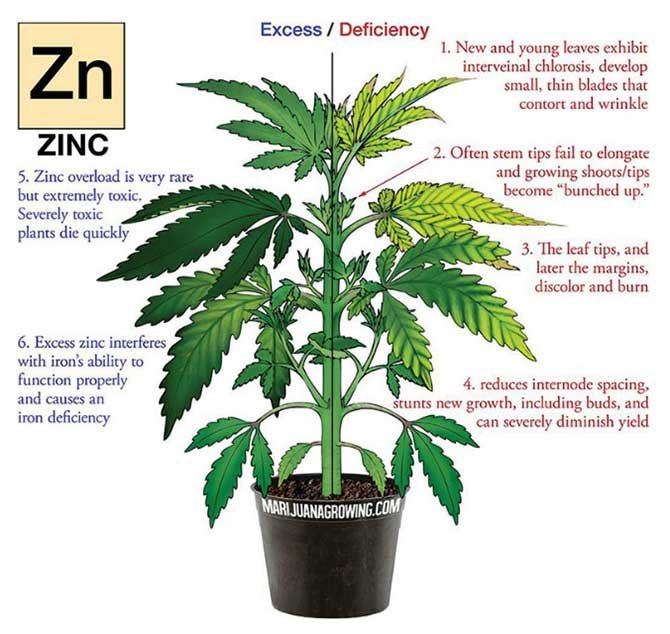 zinc-deficiency-diagram-marijuana