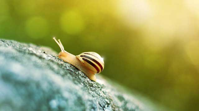 slug-snail-on-cannabis-plant