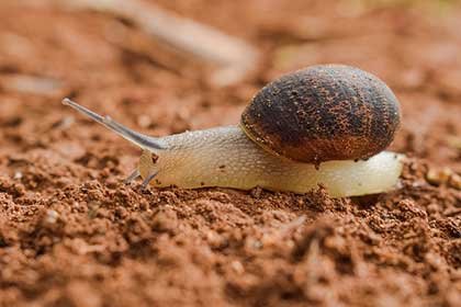 snail-on-marijuana-plant-soil