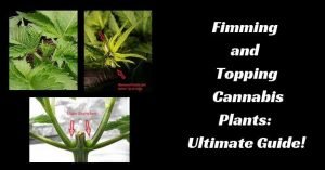 Fimming And Topping Cannabis Plants: Ultimate Guide!