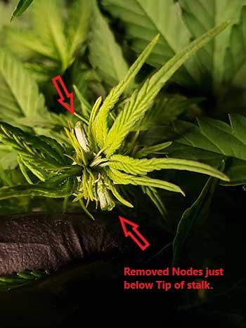 Iced-cannabis-plants