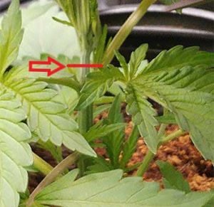 Fimming And Topping Cannabis Plants: Ultimate Guide!