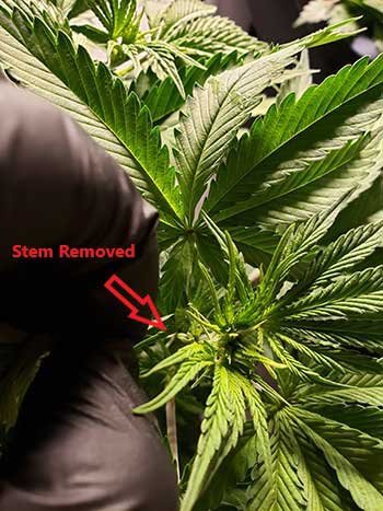 iced-marijuana plant