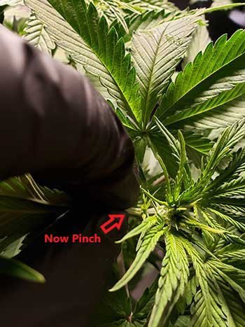 pinch to ice-cannabis-plants