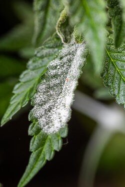 powdery-mildew-spores-on-cannabis